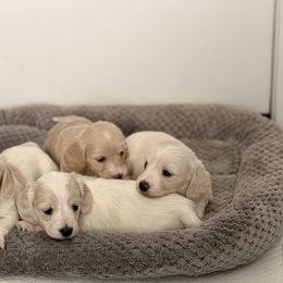 Dachshund Puppies from Ana’s Beautiful Doxies