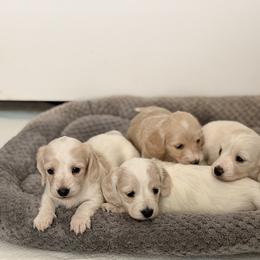Dachshund Puppies from Ana’s Beautiful Doxies