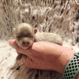 Lilac and tan - Silver female Chihuahua puppy in Richmond, Virginia from Breens
