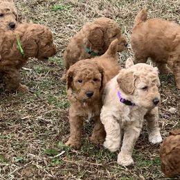 Poodle puppies from Beltane Bonnies