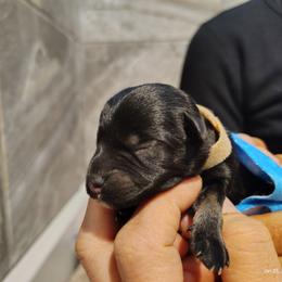 Brown collar male - Black and silver male Miniature Schnauzer puppy in Mineola, Texas from Nikkis Minis