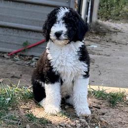 Georgie - Black and white male Aussiedoodle puppy in Blue Springs, Missouri from Jeanie’s Doodles