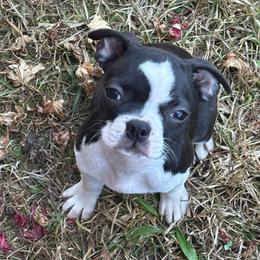Girl 1 - Black and white female Boston Terrier puppy in Mc Donough, Georgia from Ballard Boston Terriers