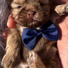 Rolex - Liver male Shih Tzu puppy in Coolidge, Arizona from Shih Tzu’s  ‘N’ Love