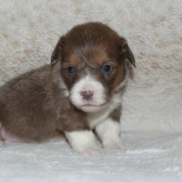 Rose (blue Sable) fluffy - Blue female Pembroke Welsh Corgi puppy in Washington from Castle View Royal Rumps