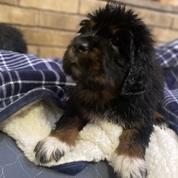 Silver - Tibetan Mastiff puppy from HW Kennel
