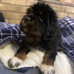 Silver - Tibetan Mastiff puppy from HW Kennel