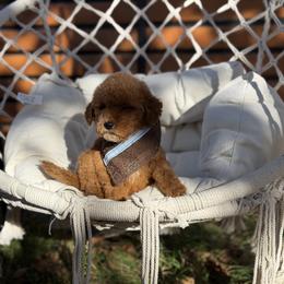 Blue collar boy - Apricot male Goldendoodle puppy in Spokane, Washington from Dream Doodles in Spokane WA