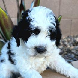 Rex - Parti male Goldendoodle puppy in Peoria,  Az, Arizona from Not Just "Golden" Doodles