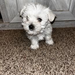 Girl 1 - White female Morkie puppy in Madelia, Minnesota from Prairie Farms
