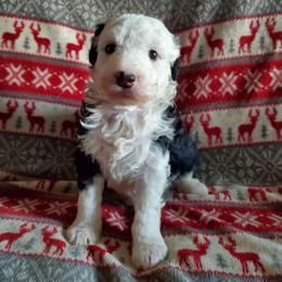 Lola - Black and white female Sheepadoodle puppy in Bellevue, Iowa from Fluffy Wonders Poms and Doodles