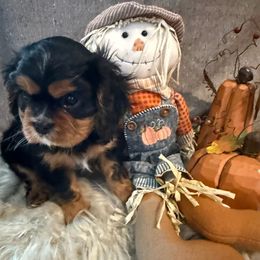 Mickey - Black and tan male Cavalier King Charles Spaniel puppy in Broken Arrow, Oklahoma from Cavalier King Charles Heartland