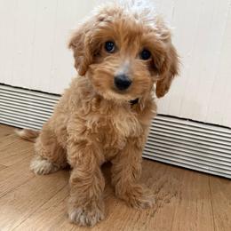 Black collar girl - Apricot female Goldendoodle puppy in Ridgewood, New Jersey from Jessie’s Doodles
