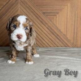 Gray Boy - Chocolate merle male Bernedoodle puppy in Modesto, California from Two Doods Doodles