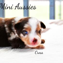 Cross - Red merle male Australian Shepherd puppy in Ranger, Texas from Outback Mini Aussies