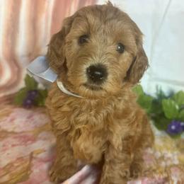 White Collar - female Goldendoodle puppy in Waterford, California from Windy Hill Doodles