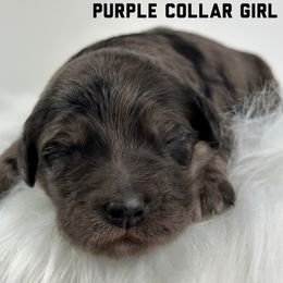 Purple Collar Girl - Merle female Goldendoodle puppy in Milford, Indiana from Railway Acres Kennel