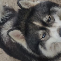 Siberian Huskies from Snowangel  Huskies