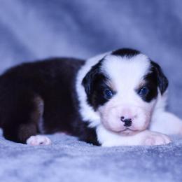 Iduna - Black tri-color female Australian Shepherd puppy in Easton, Missouri from MMA Kennel