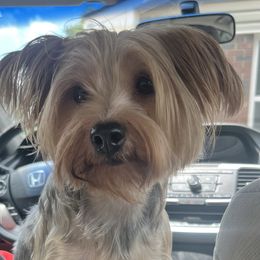 Princess - Yorkshire Terrier
