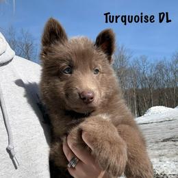 Turquoise DL - Isabella male German Shepherd puppy in Terra Alta, West Virginia from Shepherd Country Farm and Kennels