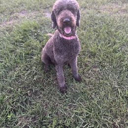 Goldendoodle All Grown Up from Spring Prairie Doodles