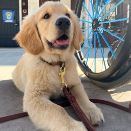 Golden Retriever Puppies from Hope Service Dogs, Inc