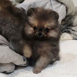 Kahlua - Wolf sable female Pomeranian puppy in Placer County, California from Lilmonster Pomeranians