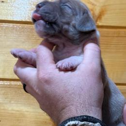 Blue  brindle all white chest - Brindle female Great Dane puppy in Greenville, South Carolina from Allen’s Ridge Ranch