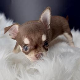 Ferraro - Chocolate and tan male Chihuahua puppy in Simpsonville, South Carolina from N&T's Chihuahuas