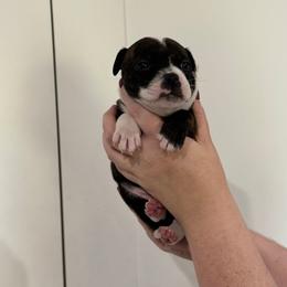 Red Collar Girl - Brindle and white female Staffordshire Bull Terrier puppy in Scappoose, Oregon from Stumptown Staffordshire Bull Terriers