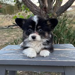 Patsy - Black and tan female Pembroke Welsh Corgi puppy in Mc Cammon, Idaho from Sunny J Corgis and Mini Americans