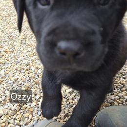 Ozzy - Black male Labrador Retriever puppy in Greenwich, Ohio from Pure Gem Kennel