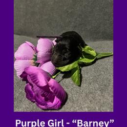 Barney - Black female German Shepherd puppy in San Antonio, Texas from Pridelands