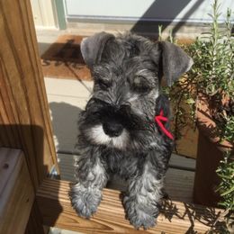 Miniature Schnauzer Puppies from Southcross Miniature Schnauzers