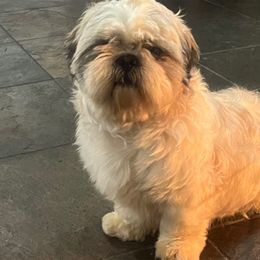 Dexter - Shih Tzu