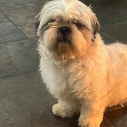 Dexter - Shih Tzu