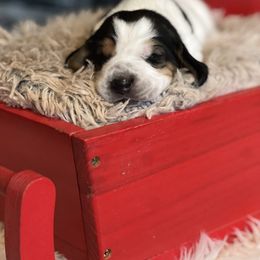 Nutmeg - Black brown and white male Basset Hound puppy in Lone Jack, Missouri from Wee Little Bassets