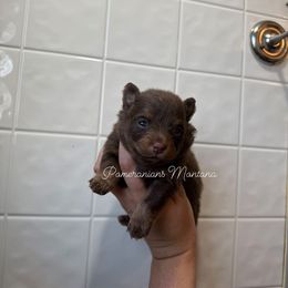 Sally - Chocolate and tan female Pomeranian puppy in Saint Ignatius, Montana from Pomeranians Montana