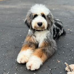 Sonic - Bernedoodle