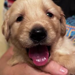 Lincoln--Navy - Golden male Golden Retriever puppy in Kenosha, Wisconsin from Gail’s Goldens