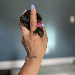 Wicked- hot pink - Fawn sable female Belgian Malinois puppy in North Carolina from Furia Ignis Belgian Malinois