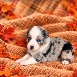 Dahlia - Blue merle female Australian Shepherd puppy in Howardsville, Virginia from Spectacular Aussies and Cavaliers