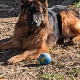 German Shepherds from Shengulli Shepherds