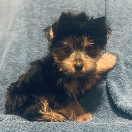 Boy 2 - Black and tan male Yorkshire Terrier puppy in Bakersfield, California from Yorkie To My Heart