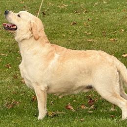 Schroeder - Labrador Retriever