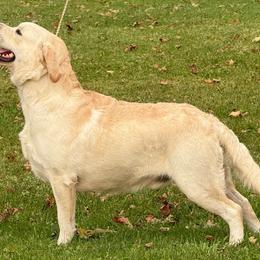 Schroeder - Labrador Retriever