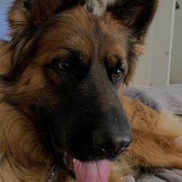 German Shepherds from Mitterwest  Longhaired Shepherds