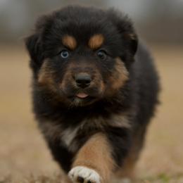 Mina - Black tri female Miniature Australian Shepherd puppy in Hartman, Arkansas from Southern Edition Aussies