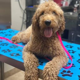 Goldendoodles from Happy Doodle Pups